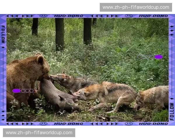 荒野王座：灰影与巨灵的终极博弈——狼与棕熊的巅峰对决